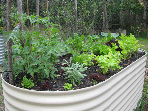 Raised Bed Compact Space