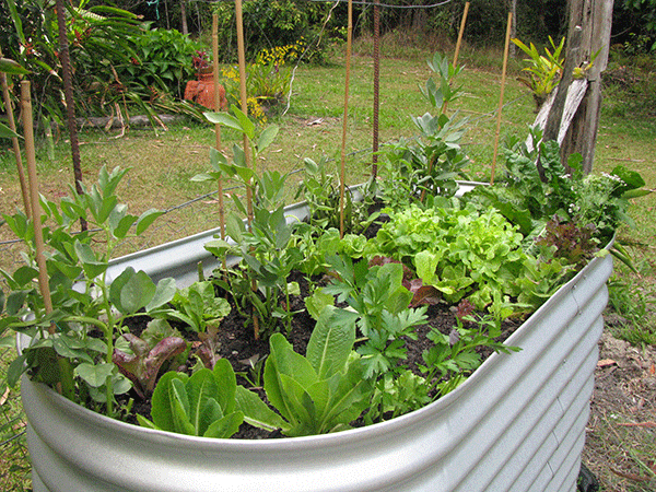 Raised Bed Convenient Height