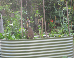 Wallaby In Raised Bed