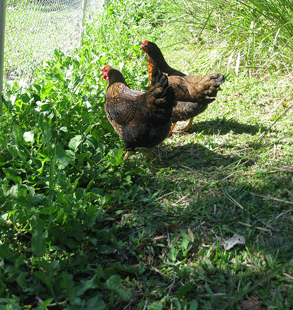 Chooks with shade