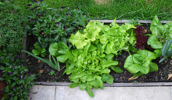 Small Salad Bed