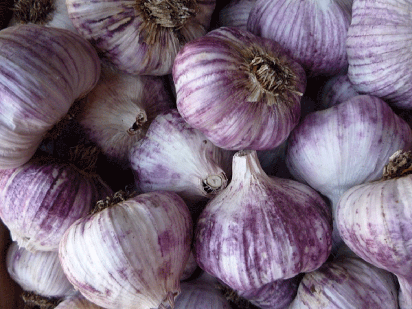 Garlic Monaro Purple