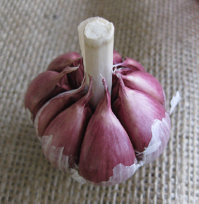 Garlic Red Rocambole