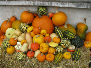 Pumpkin Display