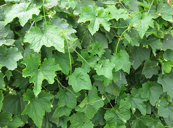 Angled luffa vine growing down a wall