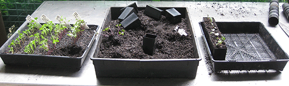 Pricking Out Process